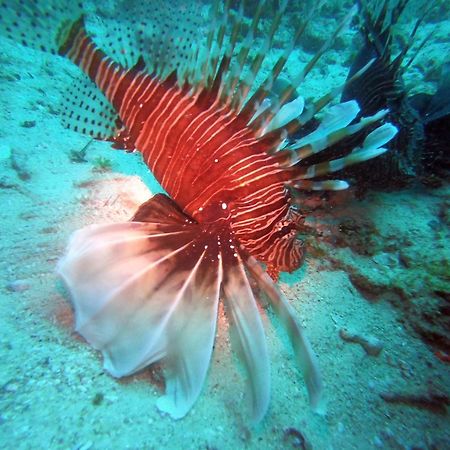 Dive Planet Mafia Island Utende Luaran gambar