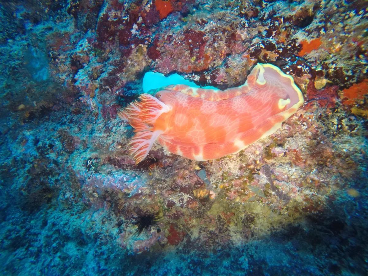 Dive Planet Mafia Island Utende Luaran gambar
