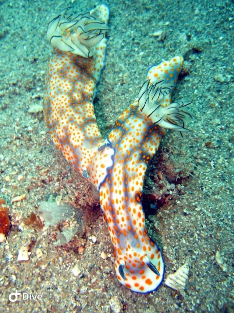 Dive Planet Mafia Island Utende Luaran gambar