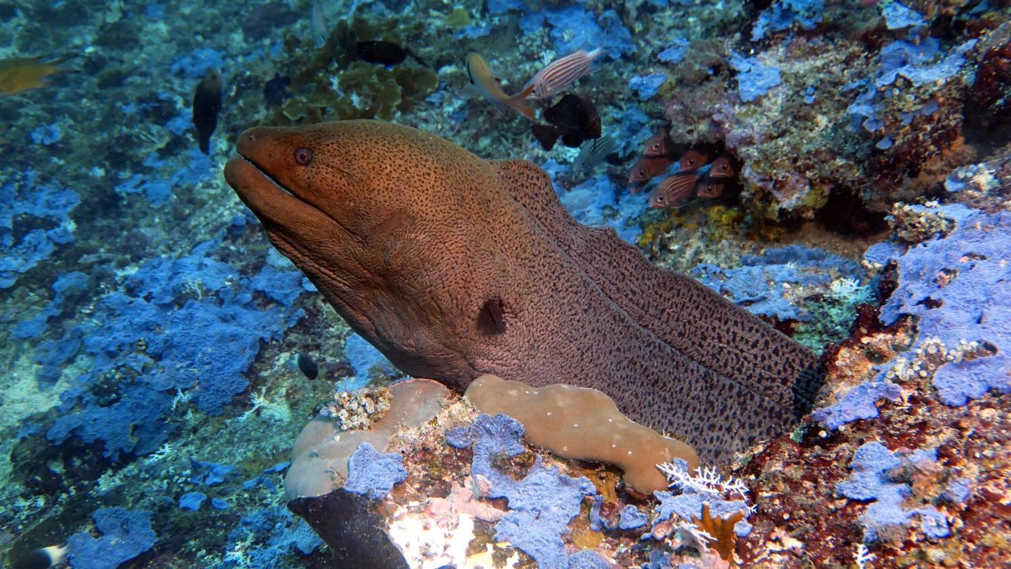 Dive Planet Mafia Island Utende Luaran gambar