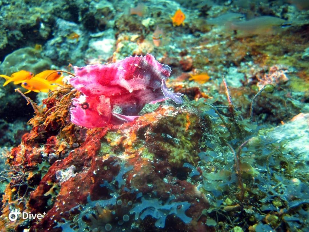 Dive Planet Mafia Island Utende Luaran gambar