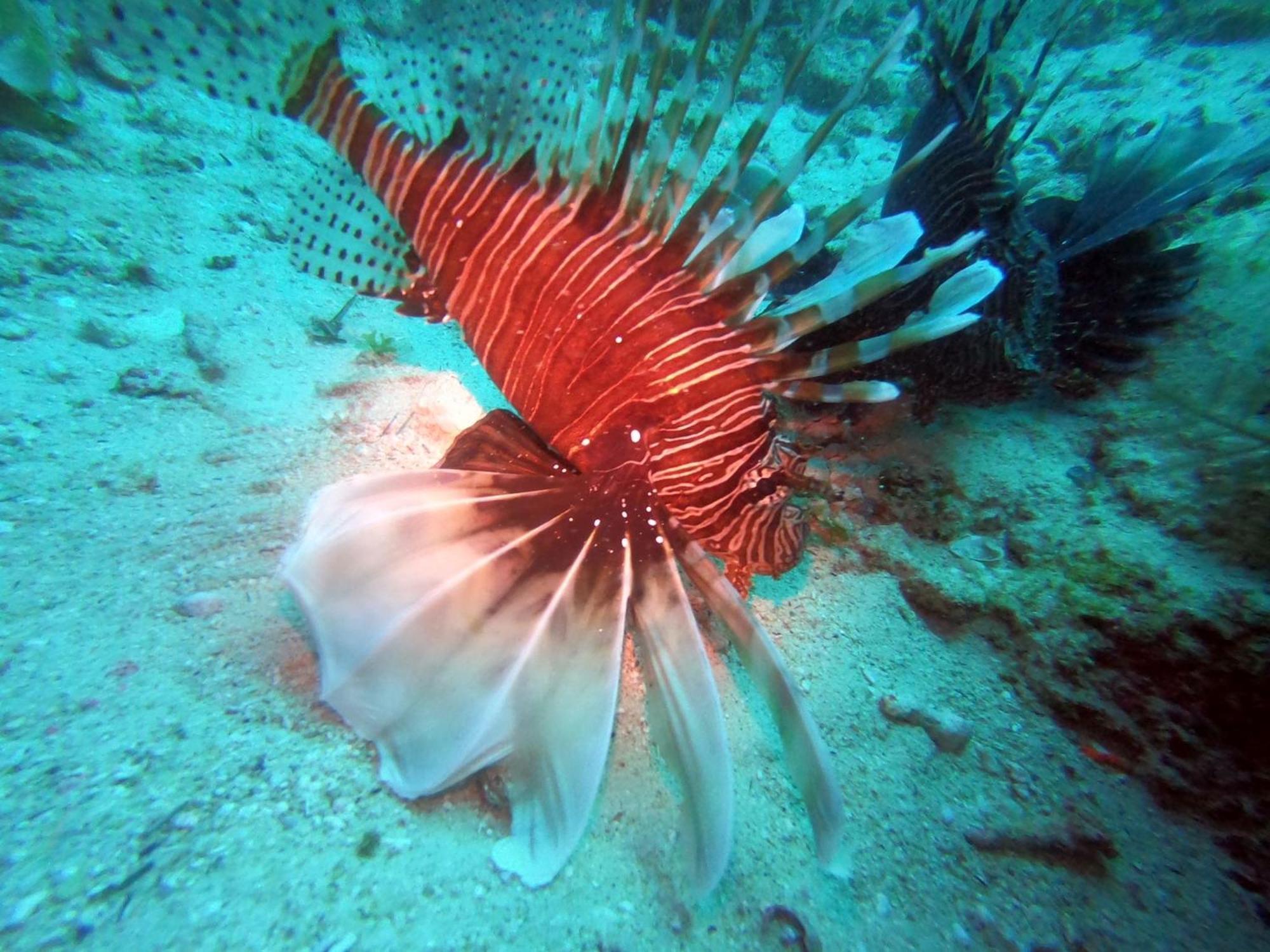 Dive Planet Mafia Island Utende Luaran gambar