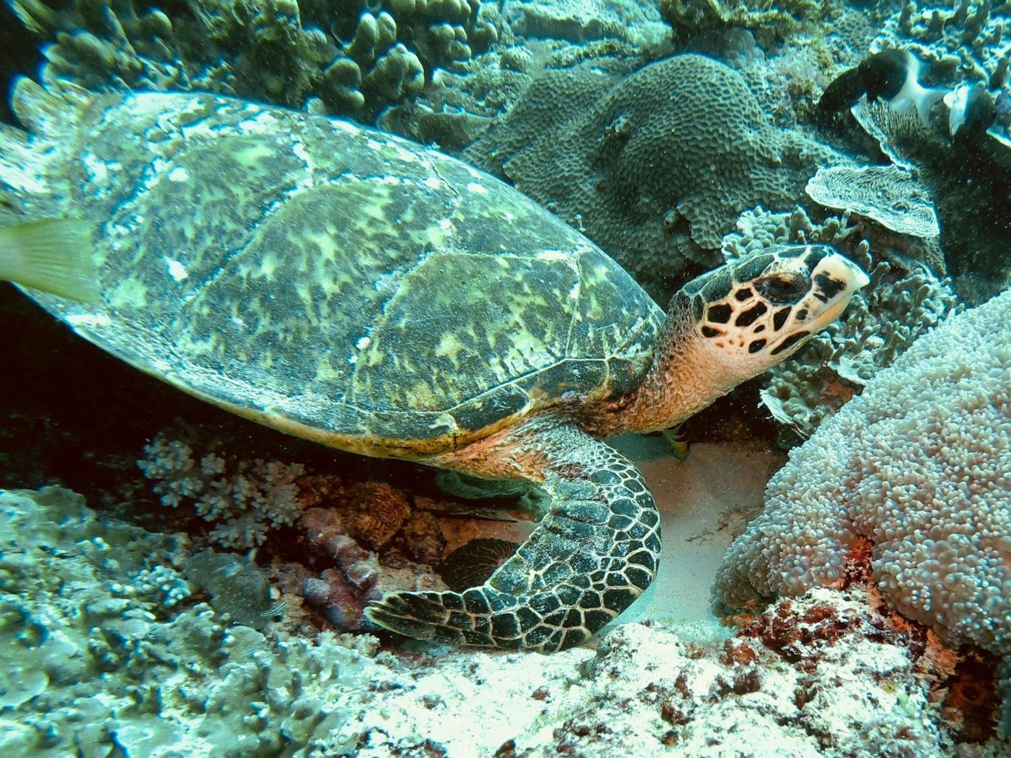 Dive Planet Mafia Island Utende Luaran gambar
